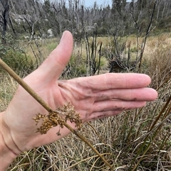 Juncus brevibracteus at Cotter River, ACT - suppressed