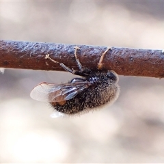 Ogcodes basalis (A hunch-back fly) at Cook, ACT - 10 Nov 2024 by CathB