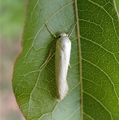 Philobota homochroa (A Concealer moth (Philobota group) at Cook, ACT - 11 Nov 2024 by CathB