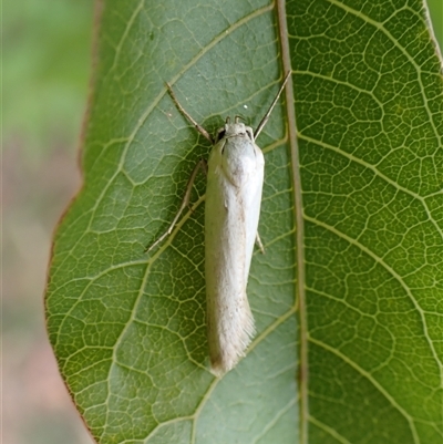 Philobota homochroa (A Concealer moth (Philobota group) at Cook, ACT - 11 Nov 2024 by CathB