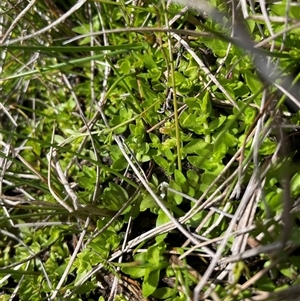 Gratiola nana at Cotter River, ACT - 25 Nov 2024