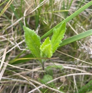 Senecio distalilobatus at Cotter River, ACT by nathkay