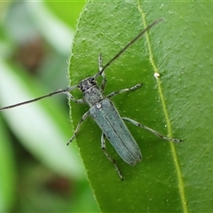 Phytoecia coerulescens (Paterson's curse stem beetle) at Cook, ACT - 11 Nov 2024 by CathB