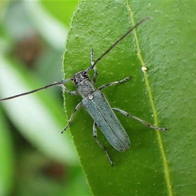 Phytoecia coerulescens (Paterson's curse stem beetle) at Cook, ACT - 11 Nov 2024 by CathB