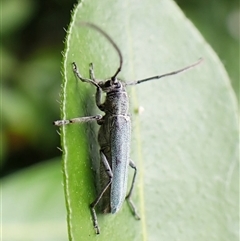 Phytoecia coerulescens at Cook, ACT - 12 Nov 2024