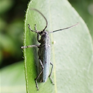 Phytoecia coerulescens at Cook, ACT - suppressed