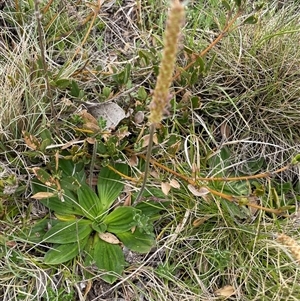 Plantago euryphylla at Cotter River, ACT - 26 Nov 2024