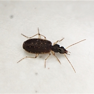 Homethes (genus) (Carab beetle) at Cook, ACT by CathB