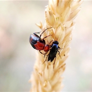 Ripiphoridae (family) at Cook, ACT - 12 Nov 2024