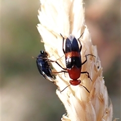 Ripiphoridae (family) at Cook, ACT - 12 Nov 2024