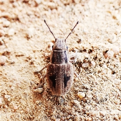 Unidentified Weevil (Curculionoidea) at Cook, ACT - 15 Nov 2024 by CathB