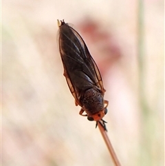 Inopus rubriceps (Sugarcane Soldier Fly) at Cook, ACT - 15 Nov 2024 by CathB