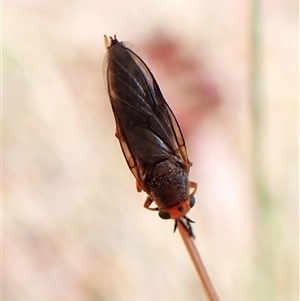 Inopus rubriceps (Sugarcane Soldier Fly) at Cook, ACT by CathB