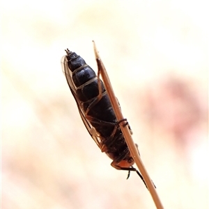 Inopus rubriceps at Cook, ACT - 15 Nov 2024 11:24 AM