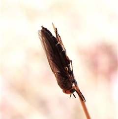 Inopus rubriceps at Cook, ACT - 15 Nov 2024