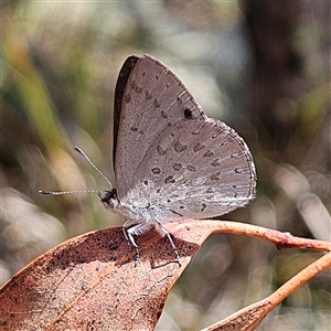 Erina hyacinthina at Acton, ACT - 6 Dec 2024 11:52 AM