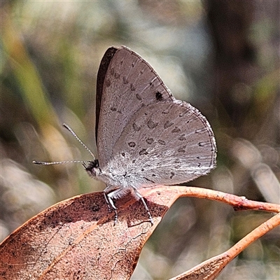 Erina hyacinthina (Varied Dusky-blue) at Acton, ACT - 6 Dec 2024 by MatthewFrawley