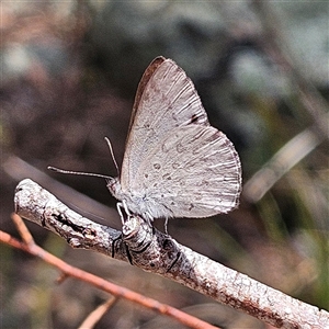 Erina hyacinthina at Acton, ACT - 6 Dec 2024