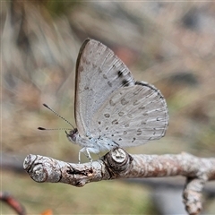 Erina hyacinthina at Acton, ACT - 6 Dec 2024 11:52 AM