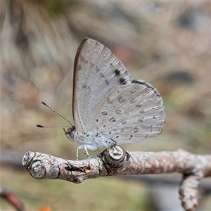 Erina hyacinthina at Acton, ACT - 6 Dec 2024