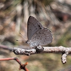 Erina hyacinthina at Acton, ACT - 6 Dec 2024 11:52 AM