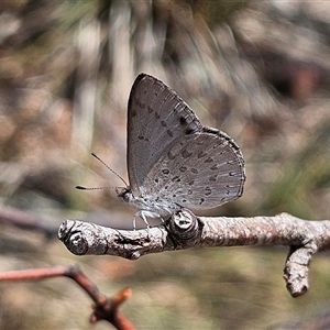 Erina hyacinthina at Acton, ACT - 6 Dec 2024