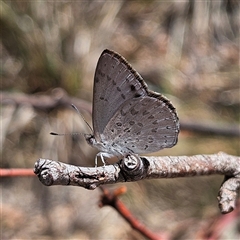 Erina hyacinthina at Acton, ACT - 6 Dec 2024