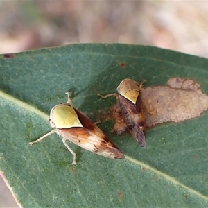 Brunotartessus fulvus (Yellow-headed Leafhopper) at Cook, ACT by CathB