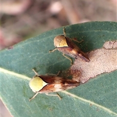 Brunotartessus fulvus at Cook, ACT - 10 Nov 2024 10:16 AM