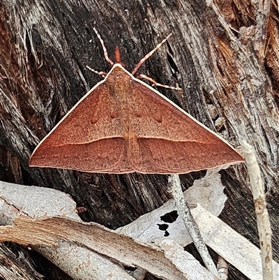 Epidesmia chilonaria (Golden-winged Epidesmia) at Acton, ACT - 6 Dec 2024 by MatthewFrawley