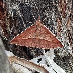 Epidesmia chilonaria at Acton, ACT - 6 Dec 2024 11:55 AM