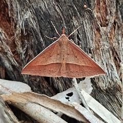 Epidesmia chilonaria at Acton, ACT - 6 Dec 2024 11:55 AM