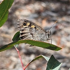 Geitoneura klugii (Marbled Xenica) at Acton, ACT - 6 Dec 2024 by MatthewFrawley