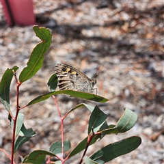 Geitoneura klugii at Acton, ACT - 6 Dec 2024 11:59 AM