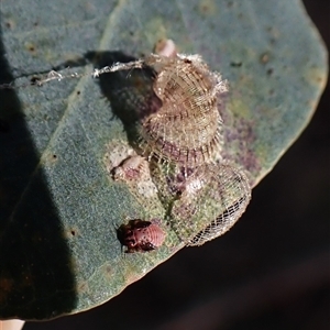 Cardiaspina sp. (genus) at Cook, ACT - 8 Nov 2024