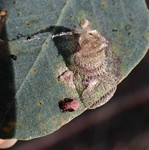 Cardiaspina sp. (genus) at Cook, ACT - 8 Nov 2024