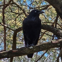 Corvus coronoides at Acton, ACT - 6 Dec 2024 by MatthewFrawley