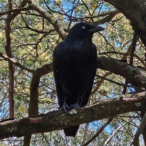 Corvus coronoides at Acton, ACT - 6 Dec 2024