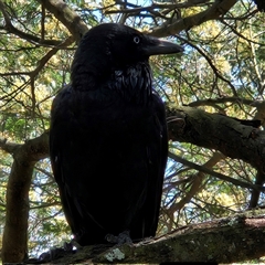 Corvus coronoides at Acton, ACT - 6 Dec 2024