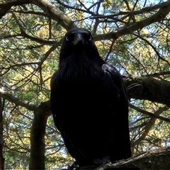 Corvus coronoides at Acton, ACT - 6 Dec 2024