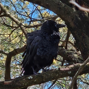 Corvus coronoides at Acton, ACT - 6 Dec 2024