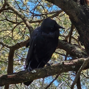 Corvus coronoides at Acton, ACT - 6 Dec 2024