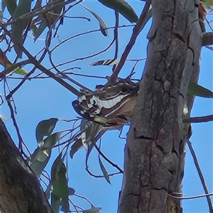 Charaxes sempronius at Acton, ACT - 6 Dec 2024 12:21 PM