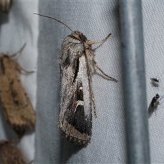 Proteuxoa sp. (6), (MoV, Part 9) (A Noctuid moth (Acronictinae)) at Freshwater Creek, VIC - 15 Apr 2020 by WendyEM