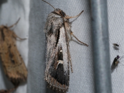 Proteuxoa sp. (6), (MoV, Part 9) (A Noctuid moth (Acronictinae)) at Freshwater Creek, VIC - 15 Apr 2020 by WendyEM