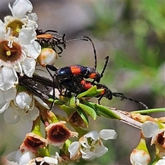 Unidentified Other beetle at Acton, ACT - 6 Dec 2024 by MatthewFrawley