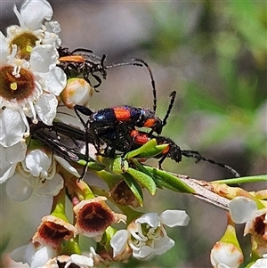 Unidentified Other beetle at Acton, ACT by MatthewFrawley