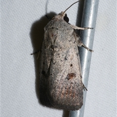 Proteuxoa tibiata (Horseshoe Noctuid) at Freshwater Creek, VIC - 16 Apr 2020 by WendyEM