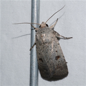 Proteuxoa tibiata (Horseshoe Noctuid) at Freshwater Creek, VIC by WendyEM