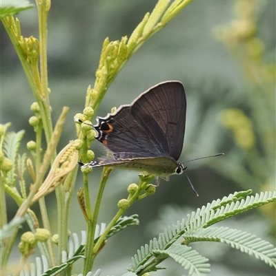 Jalmenus ictinus (Stencilled Hairstreak) at Kenny, ACT - 4 Dec 2024 by RAllen